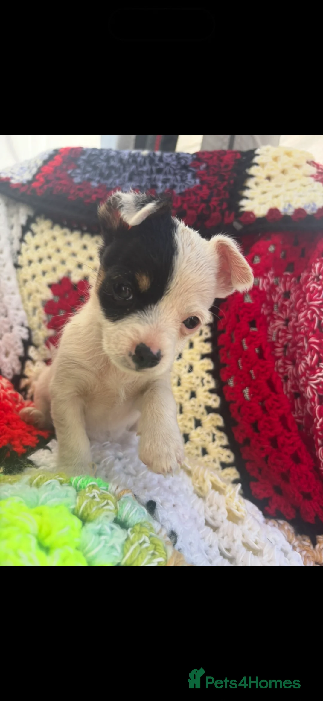 Mixed Breed dogs for sale: Jack Russell x - Advert 1