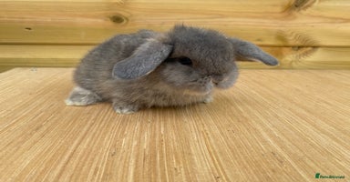Mini Lop rabbits - Advert 10