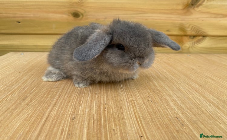 Mini Lop rabbits - Advert 10