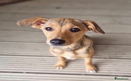 Mixed Breed dogs for adoption: Poppy - In Ayr looking for a home - Image 5