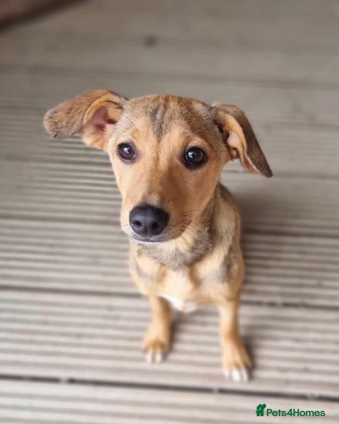 Mixed Breed dogs for adoption: Poppy - In Ayr looking for a home - Image 5