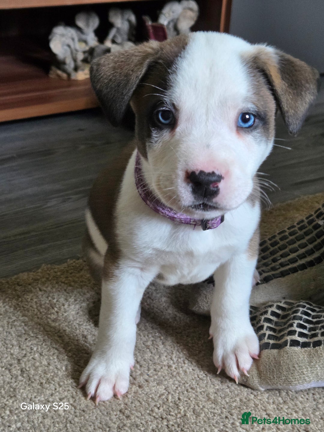 Mixed Breed dogs for sale: Akita mix - Image 16