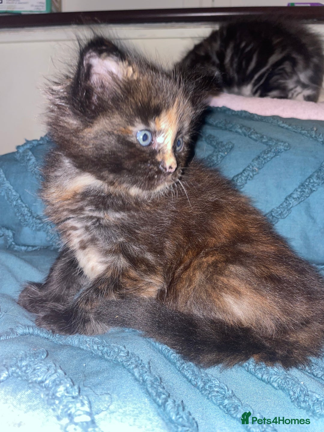 Maine Coon cats for sale: Maine coon kittens  - Advert 15