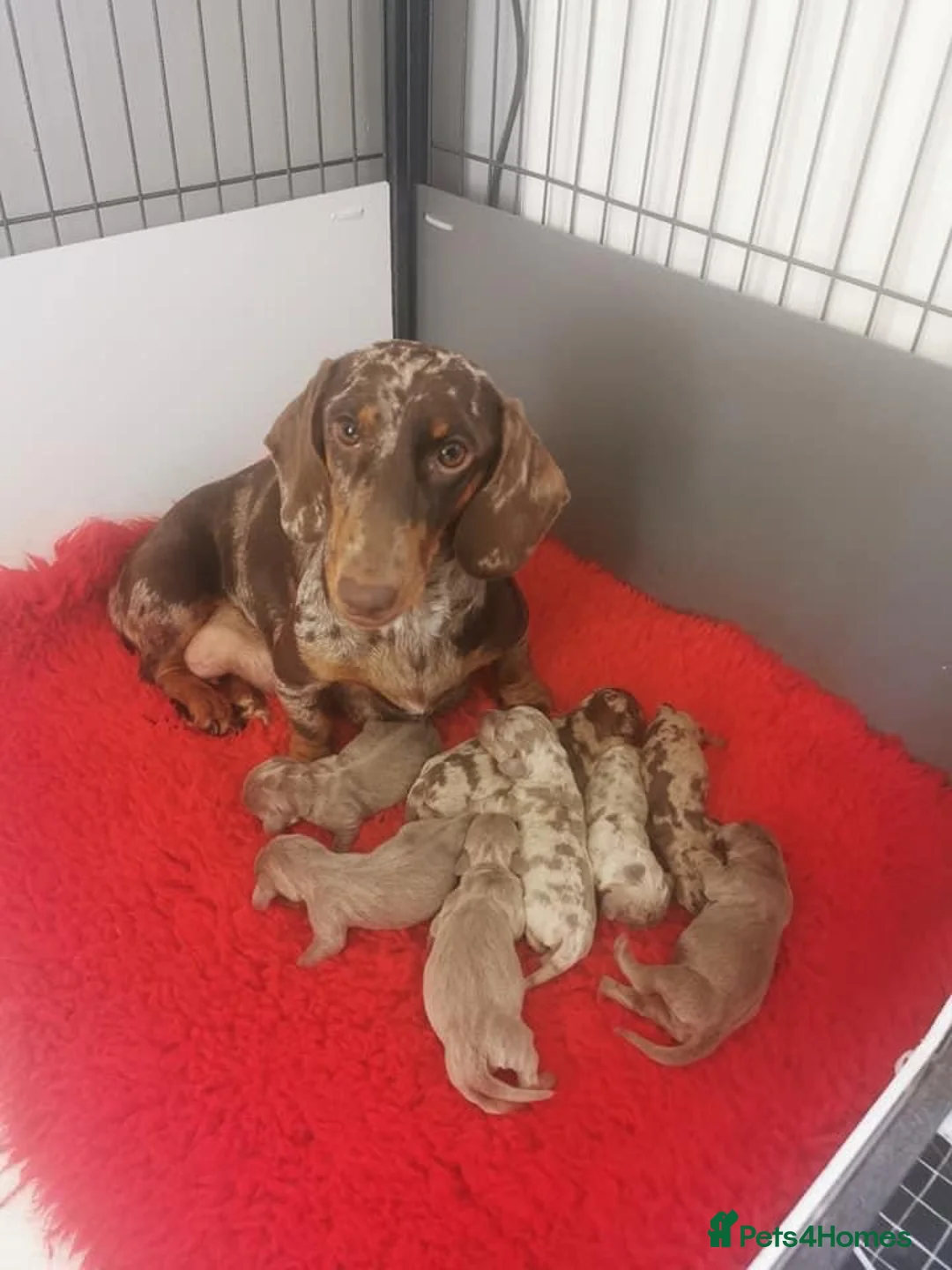 Miniature Dachshund dogs for stud: ISABELLA AND TAN MINIATURE DACHSHUND  in Sunderland - Advert 6