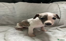 Whippet dogs for sale: Kc reg whippets  - Image 6