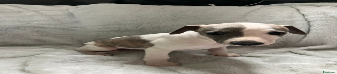 Whippet Puppy 6