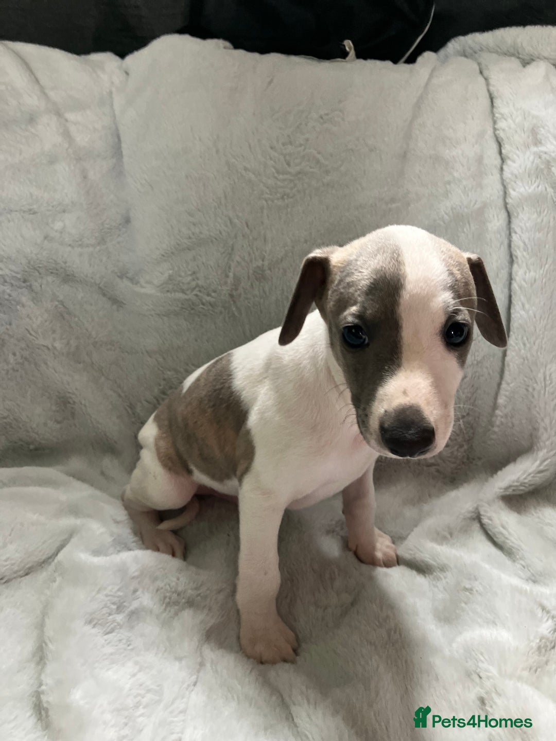 Whippet dogs for sale: Kc reg whippets  - Image 6