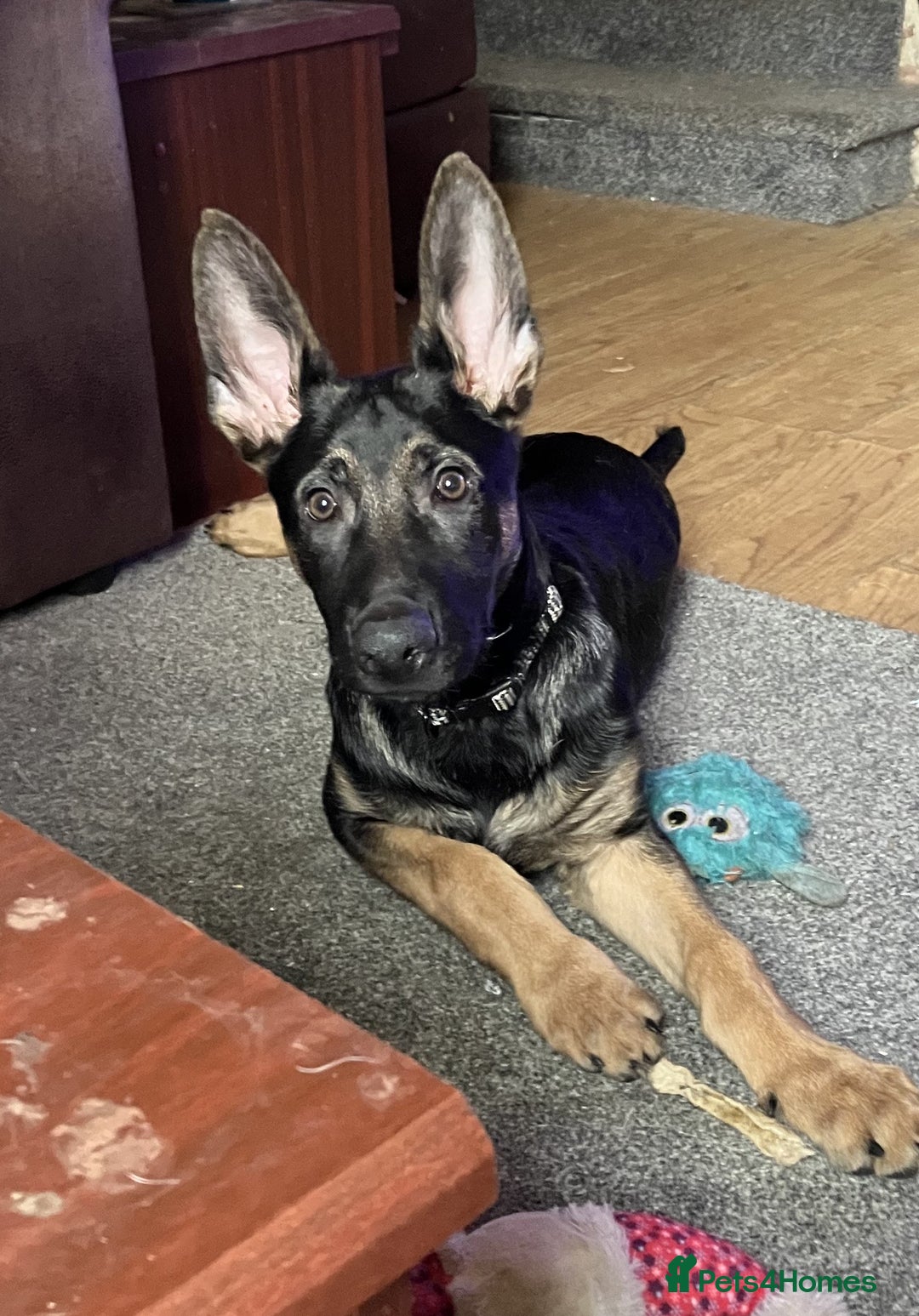 German Shepherd dogs for sale: Male German Shepherd Dog for sale - Advert 2