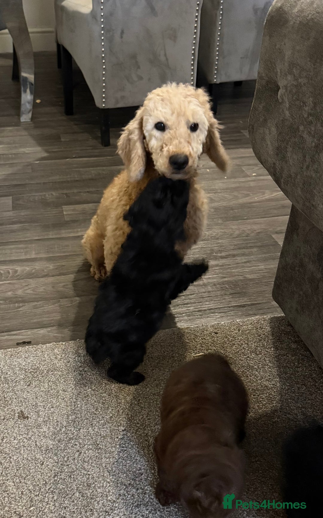 Cockapoo dogs for sale: F1 truly stunning Cockerpoo puppies ready to leave - Advert 5
