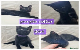 Mixed Breed cats for sale: 5 beautiful kittens for sale.Read the description. - Image 6