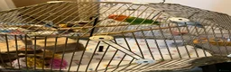 Lovebirds birds for sale: Beautiful Pair of Lovebirds- 2 Years Old - Advert 5