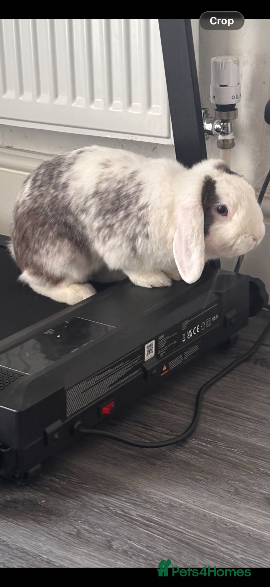 Mini Lop rabbits for sale: Beautiful mini lop male rabbit  - Advert 1