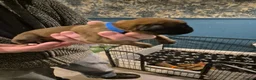 Boxer dogs for sale: A Beautiful litter of bobtail & longtail boxers - Advert 6