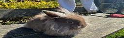 Mini Lion Lop rabbits for sale: Beautiful  lionlops Ready now . 10 weeks olds  - Advert 4