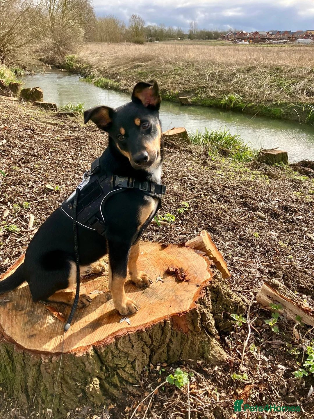 Mixed Breed dogs for sale: Loving Home Needed for Kelpie-Border Collie Mix in Northampton - Advert 6