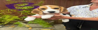 Beagle 3
