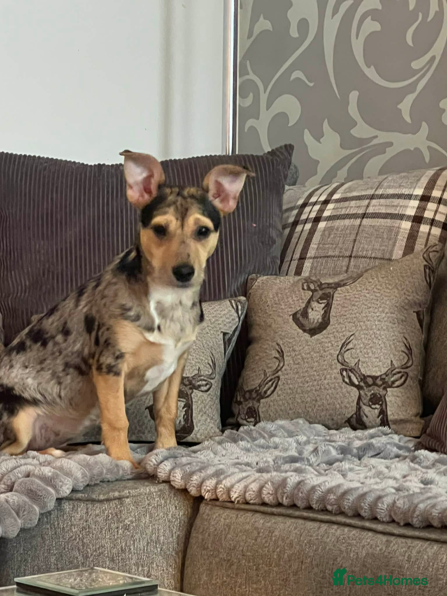 Mixed Breed dogs 6 month old Chihuahua cross looking for new hone - Advert 1