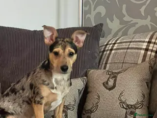 Mixed Breed dogs 6 month old Chihuahua cross looking for new hone - Advert 1