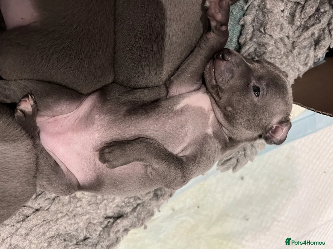 Italian Greyhound dogs for sale:     Italian Greyhound. Babies  - Advert 35