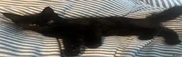 Mixed Breed cats for sale: Beautiful Black Kitten Looking for a Loving Home - Advert 4