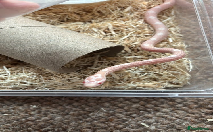 Corn Snake reptiles - Advert 2