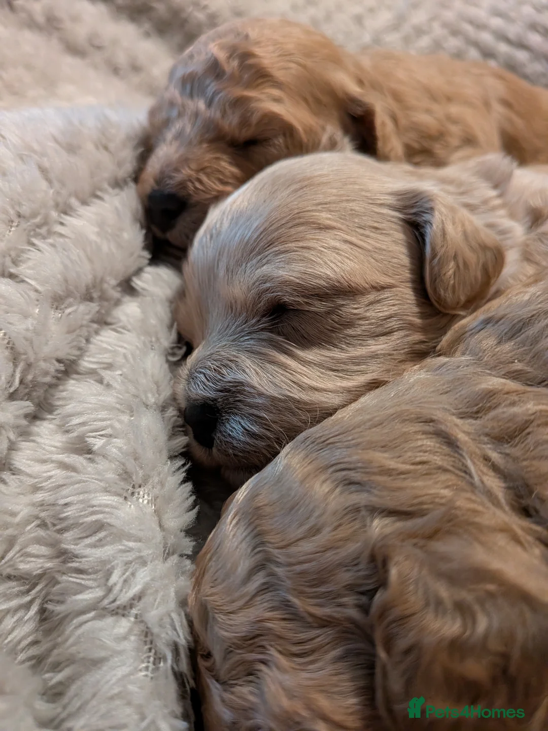 Lhasapoo dogs for sale: 4 gorgeous male lhasapoo puppies  - Advert 13