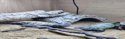 Lizard reptiles for sale: Pair of mali uromastyx - Advert 4
