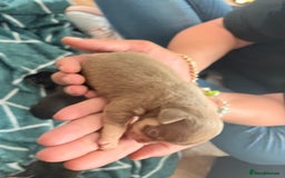 Chihuahua dogs for sale: 3 gorgeous boys  - Image 2