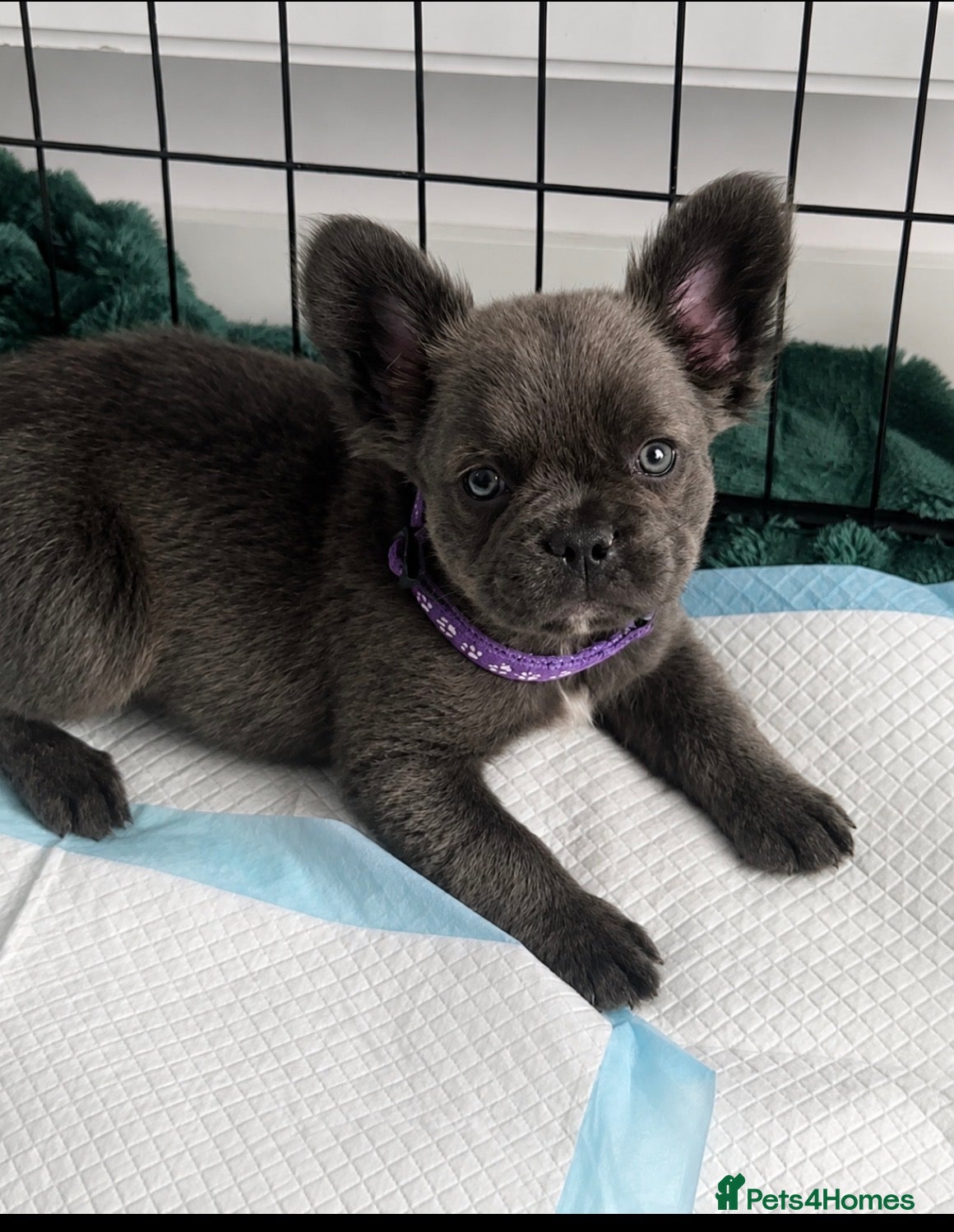 French Bulldog dogs RUBY🫶🏽 DWKC reg  - Advert 1
