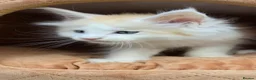 Maine Coon cats for sale: Ready now Stunning Maine coon kittens  - Advert 9
