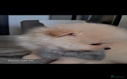 Pomeranian dogs for sale: Handsome Pomeranian - Image 7