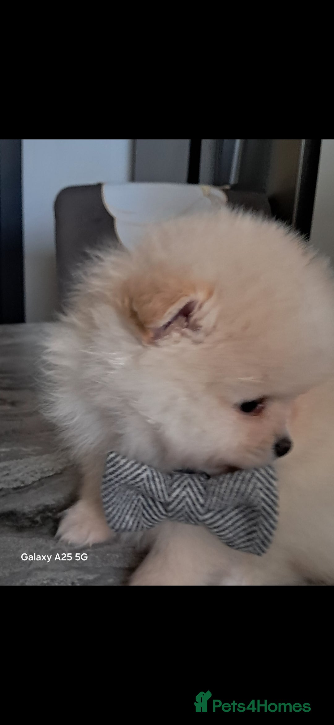 Pomeranian dogs for sale: Handsome Pomeranian - Image 7