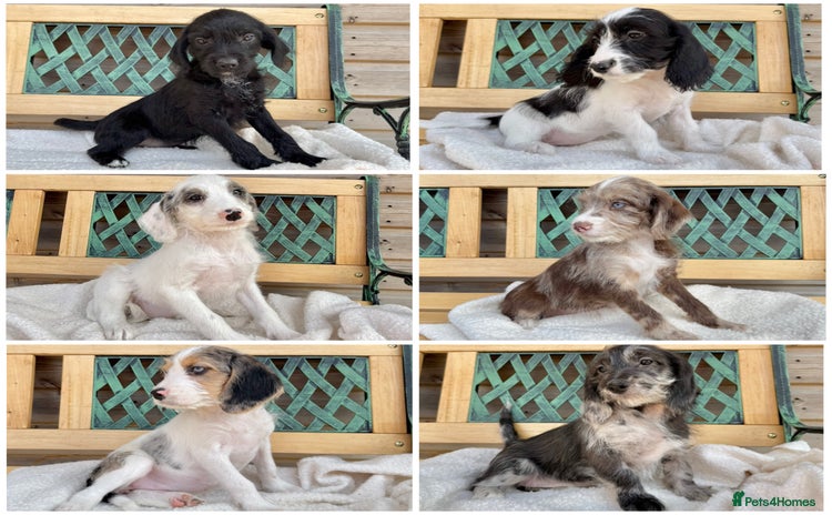 Mixed Breed dogs in Rhayader - Advert 2