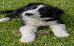 Border Collie dogs for sale: Border Collie Pups N/Wales - Image 8