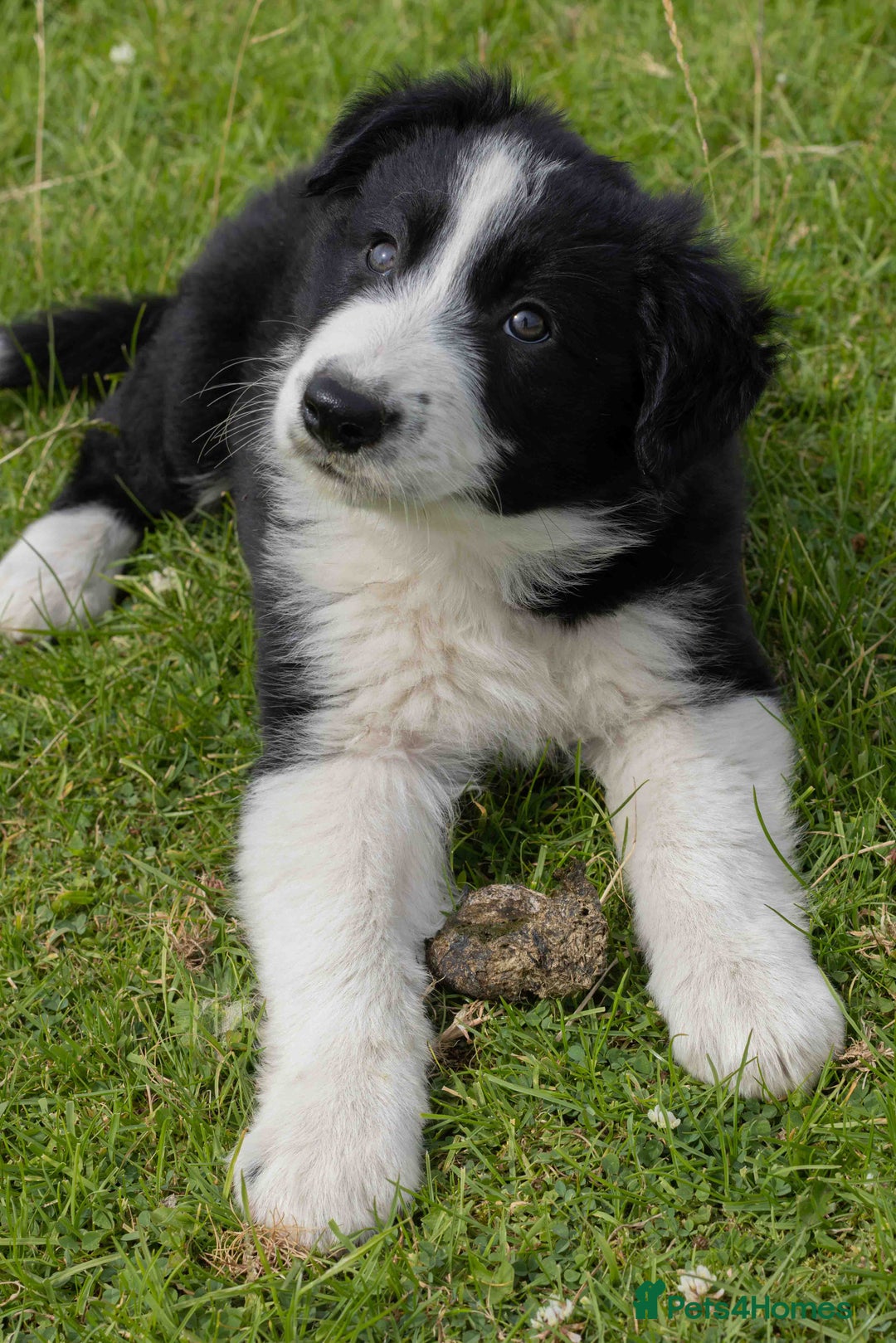 Border Collie dogs for sale: Border Collie Pups N/Wales - Image 8