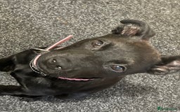 Mixed Breed dogs for sale: Staffy cross Rottweiler female  - Advert 4