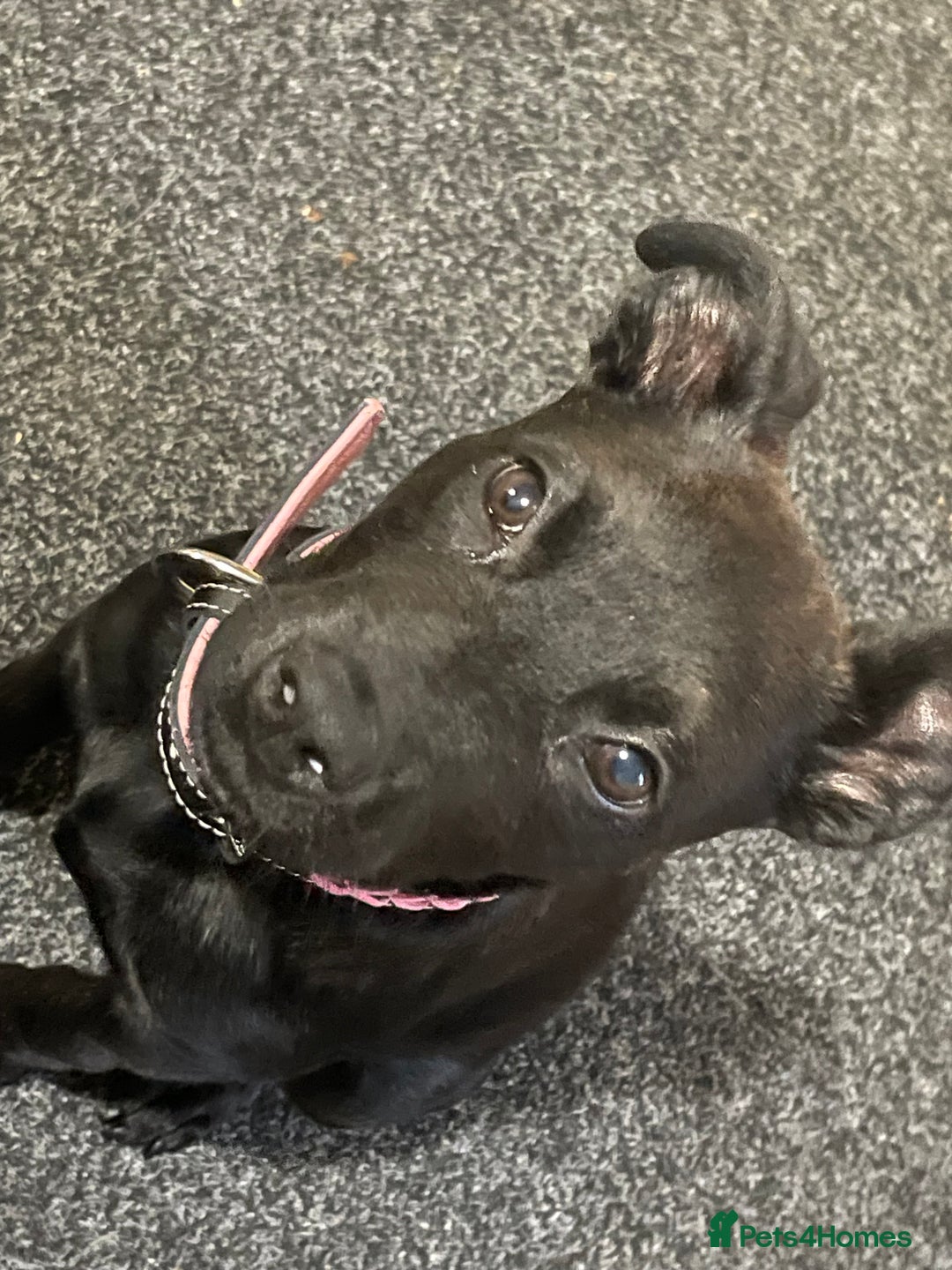 Mixed Breed dogs for sale: Staffy cross Rottweiler female  - Advert 4