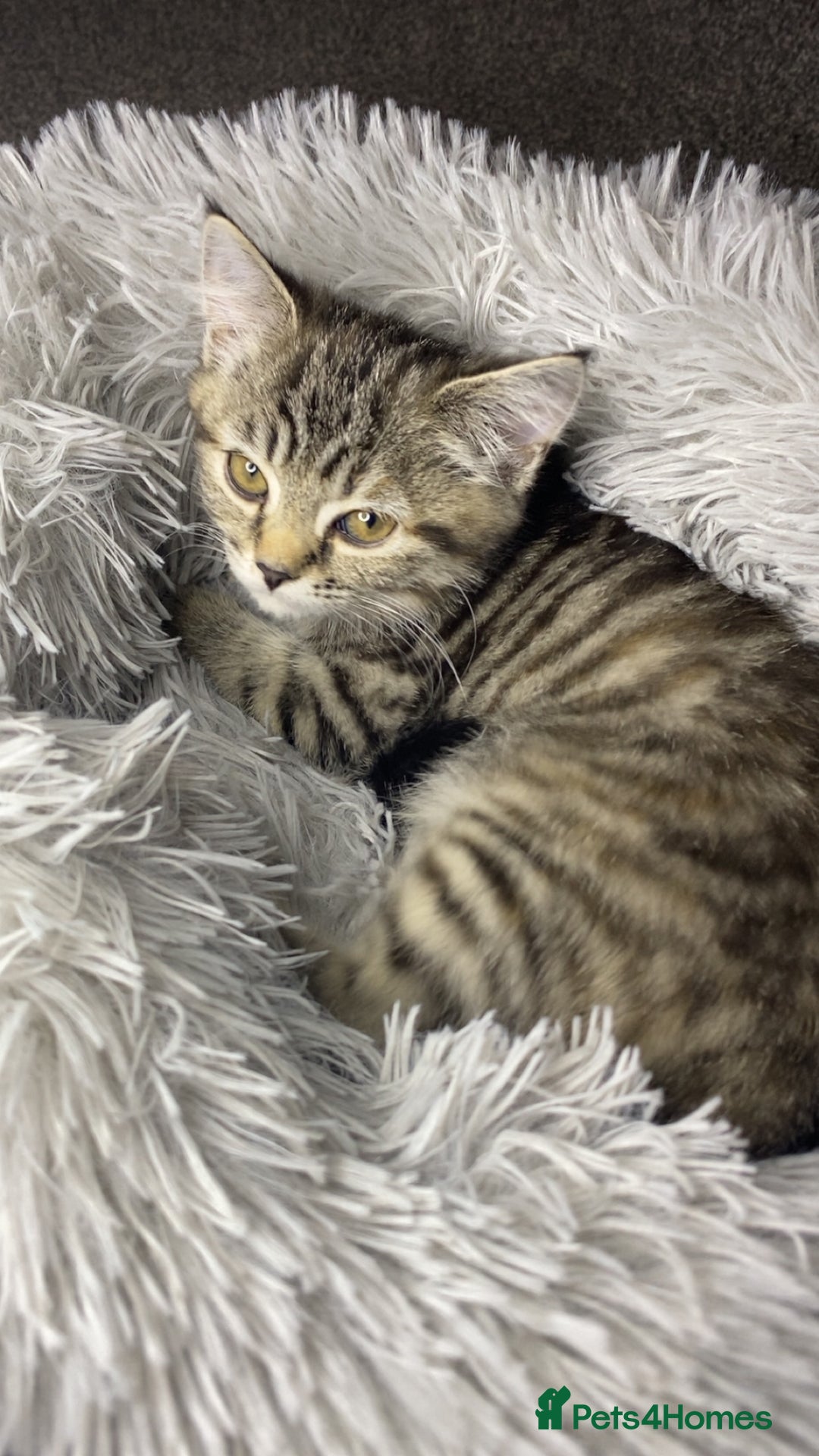 Scottish Fold cats for sale: Cute grey Scottish fold kitten - Advert 5