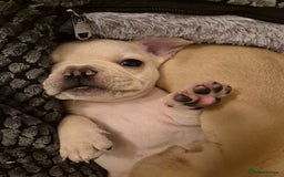 French Bulldog dogs for sale: Beautiful frenchie puppies looking to be homed  - Image 10