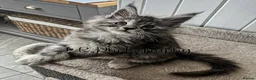 Maine Coon cats for sale: TICA Registered Maine Coon/ Polydactyl - Advert 5