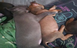Mixed Breed dogs for sale: Accidental litter - Image 20