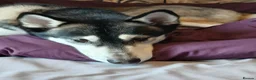 Shepsky dogs for sale: Lovable Husky x German Shephard needs rehomed. in Tranent - Advert 4