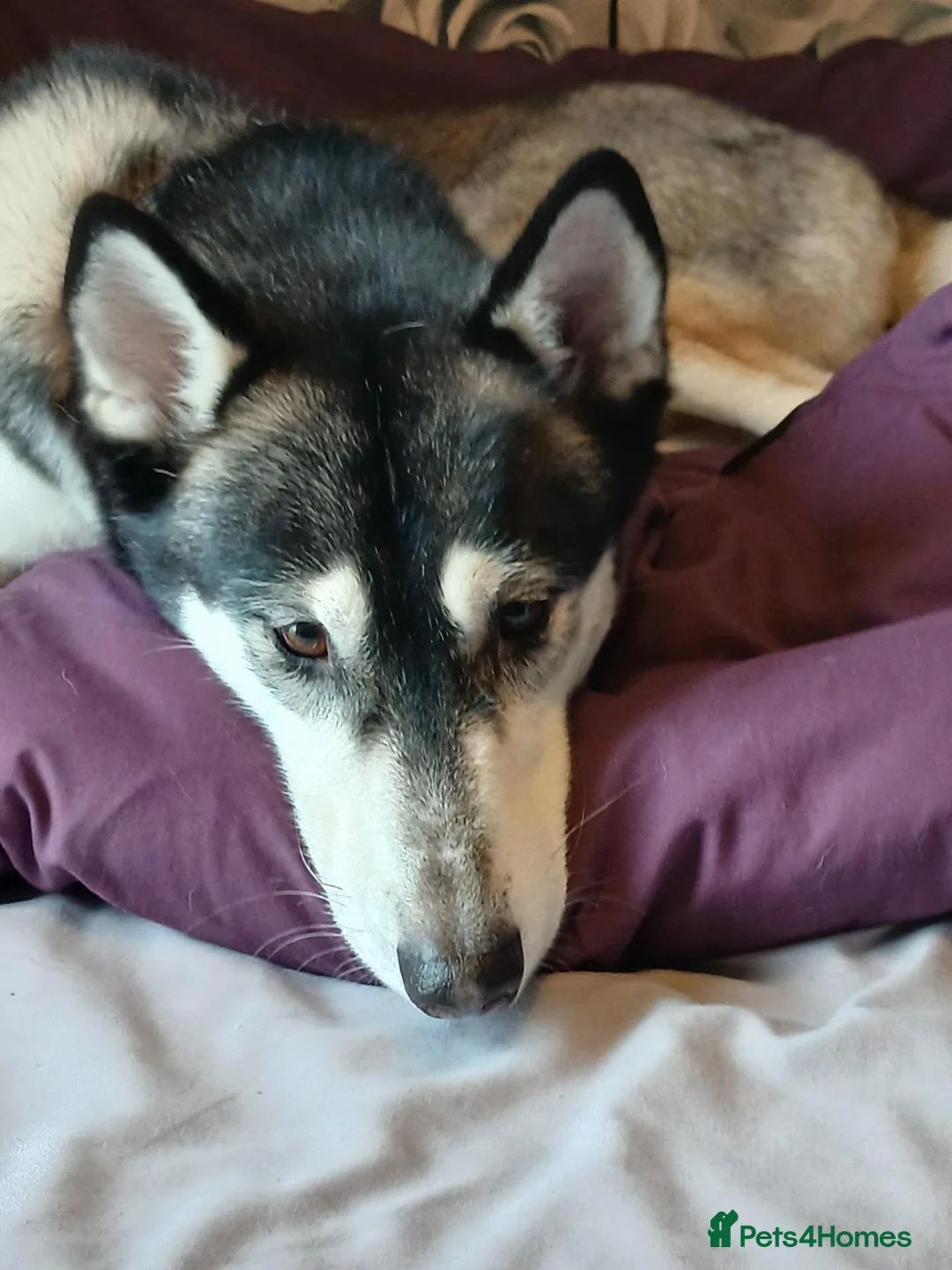 Shepsky dogs for sale: Lovable Husky x German Shephard needs rehomed. in Tranent - Advert 4
