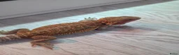 Bearded Dragon reptiles for sale: BEARDED DRAGON - Advert 5