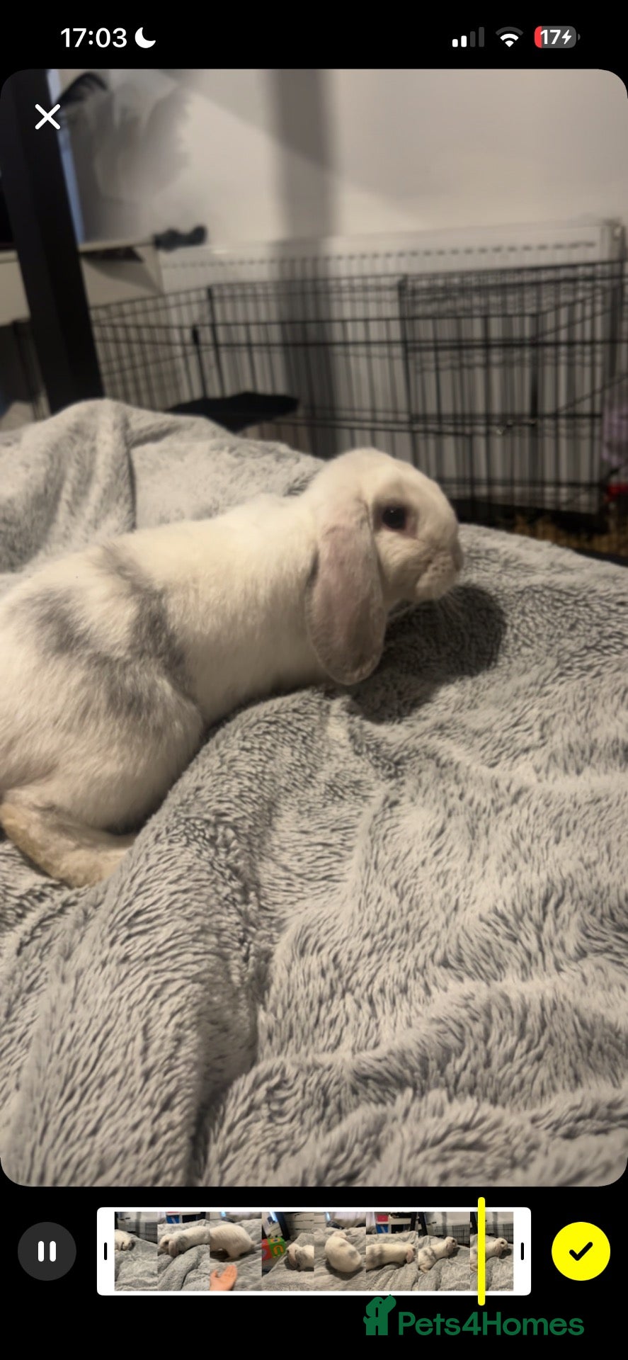 Mini Lop rabbits for sale: Mini lop male for sale  - Advert 3