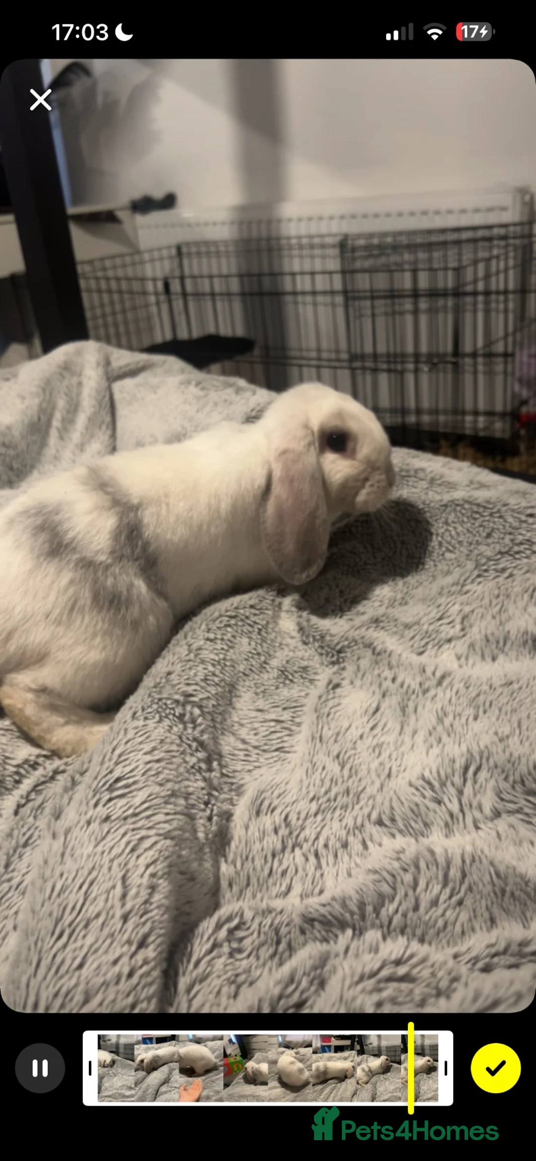 Mini Lop rabbits for sale: Mini lop male for sale  in Rossendale - Advert 1