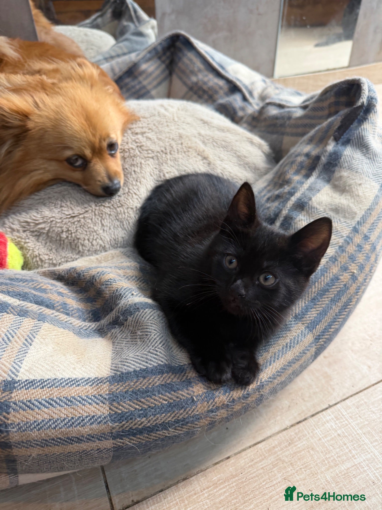 Mixed Breed cats British Shorthair/ Russian Blue cross kittens.  - Advert 9
