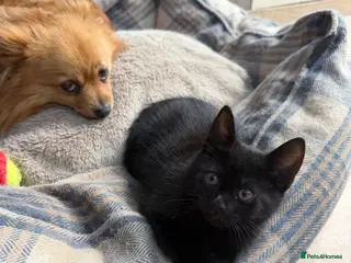 Mixed Breed cats British Shorthair/ Russian Blue cross kittens. - Advert 8