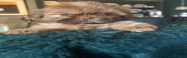 Shih Tzu 2