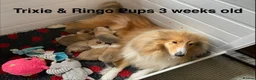 Rough Collie dogs for sale: Rough collie Male puppies - Advert 1